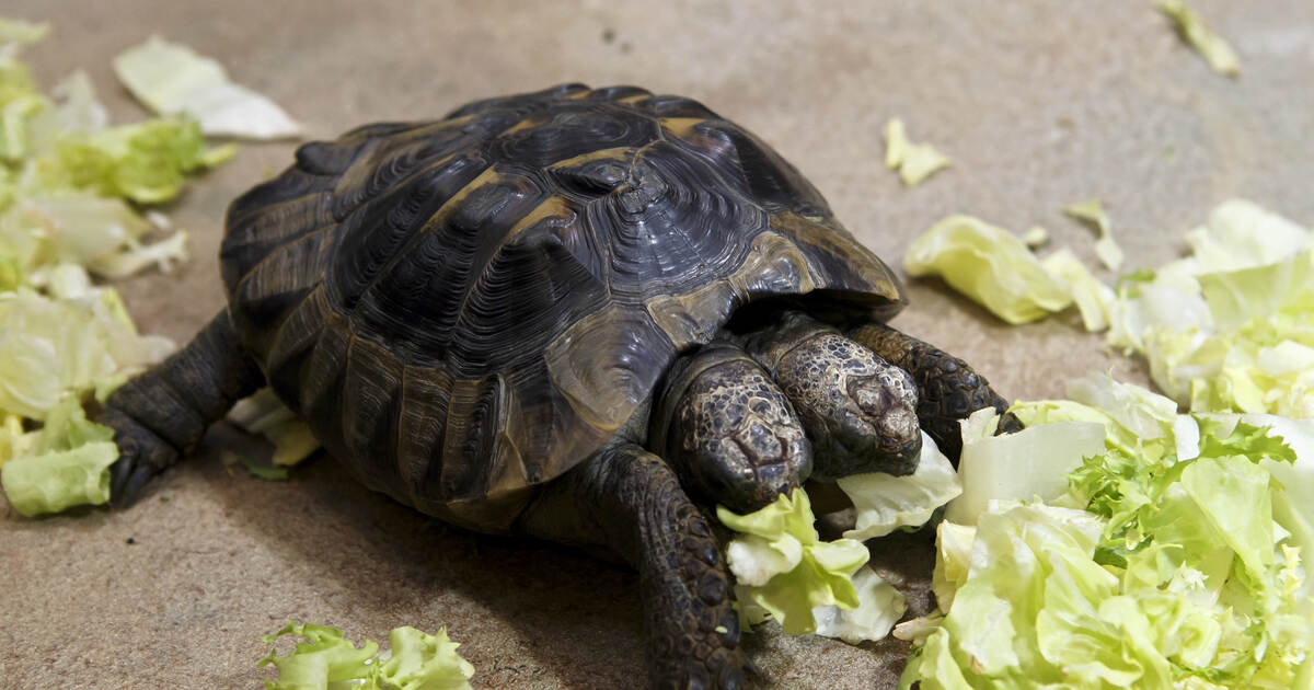 Schildkröten am besten bei vier Grad überwintern lassen - Service ...
