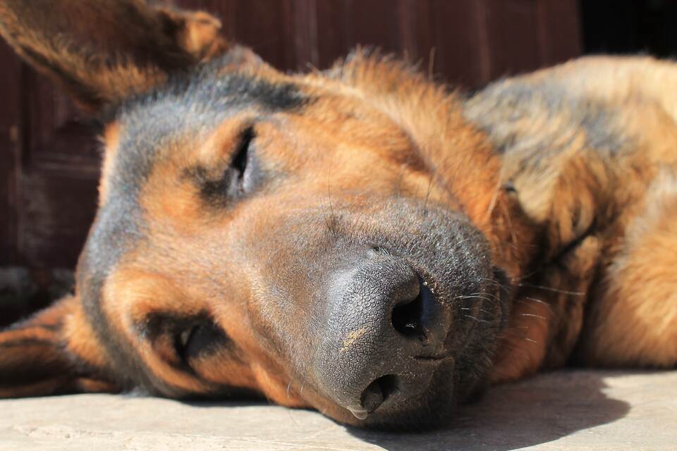 Hund stirbt nach Stromschlag in UBahnhof Startseite Pforzheimer