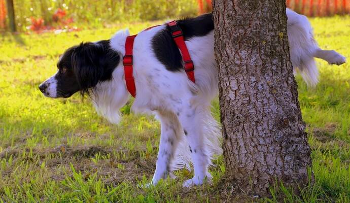 Pinkelnder Hund löst Streit mit Schüssen und Reizgas aus Nachrichten
