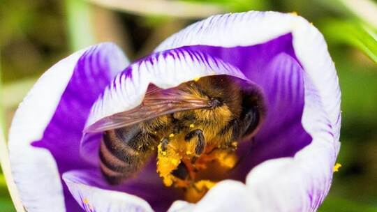 Im bayerischen Ebing krabbelt eine mit Blütenstaub überzogene Biene in einer Krokusblüte herum. Foto: Nicolas Armer