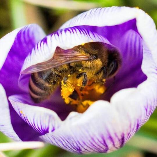 Im bayerischen Ebing krabbelt eine mit Blütenstaub überzogene Biene in einer Krokusblüte herum. Foto: Nicolas Armer