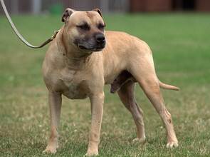 Ein Hund der Rasse Staffordshire Terrier soll eine Mutter und ihren Sohn in Hannover getötet haben.