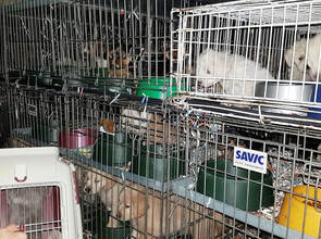 Viele verschiedene Hunderassen waren in den Käfigen im Transporter untergebracht.