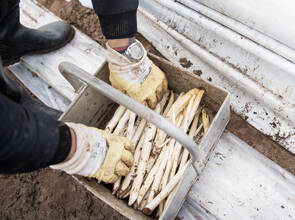 Es geht wieder los: die Spargelsaison.