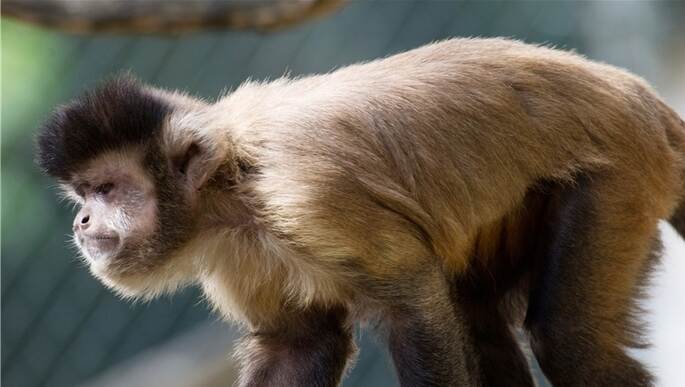 Affen können lernen, mit Geld umzugehen. Foto: dpa-Archiv