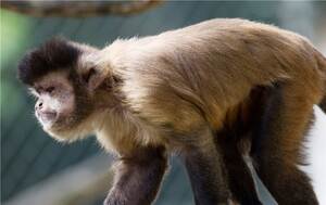 Affen können lernen, mit Geld umzugehen. Foto: dpa-Archiv