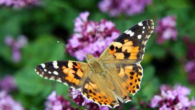 Eifrige Wanderer - Distelfalter beeindrucken durch die schöne Zeichnung auf ihren Flügeln. Was viele nicht wissen: Die ersten Falter, die im Frühling bei uns zu sehen sind, kommen aus Südeuropa oder Afrika. Foto: Peter Förster