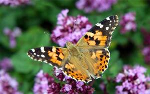 Eifrige Wanderer - Distelfalter beeindrucken durch die schöne Zeichnung auf ihren Flügeln. Was viele nicht wissen: Die ersten Falter, die im Frühling bei uns zu sehen sind, kommen aus Südeuropa oder Afrika. Foto: Peter Förster