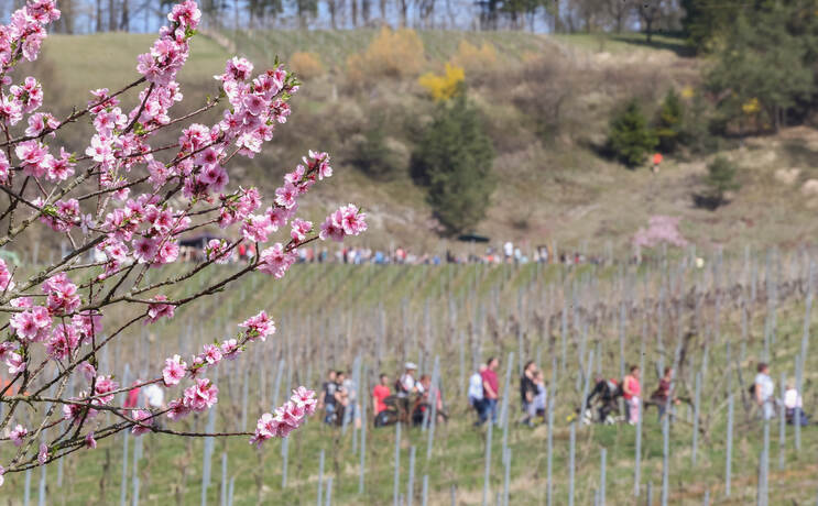 Hunderte Besucher bei Mandelblütenfest in Diefenbach - Bildergalerie