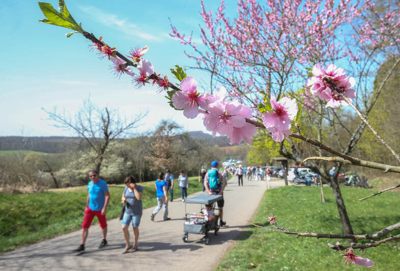 Hunderte Besucher bei Mandelblütenfest in Diefenbach - Foto