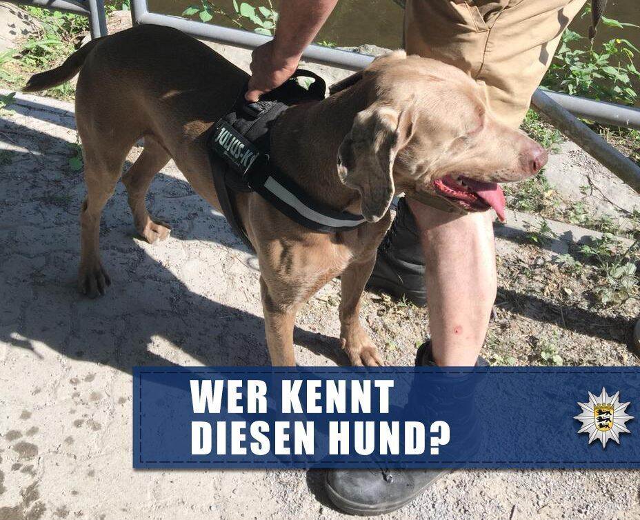 Hund beißt Frau und anderen Hund Polizei ermittelt wegen