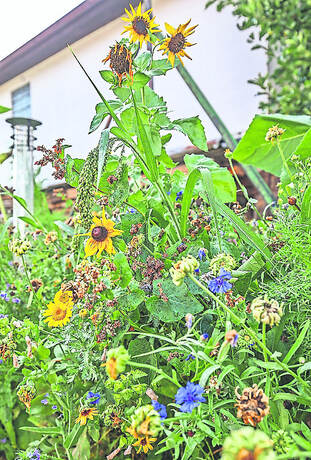 Hamberger Biobauern Und Imker Verteidigen Die Natur Bildergalerien Pforzheimer Zeitung