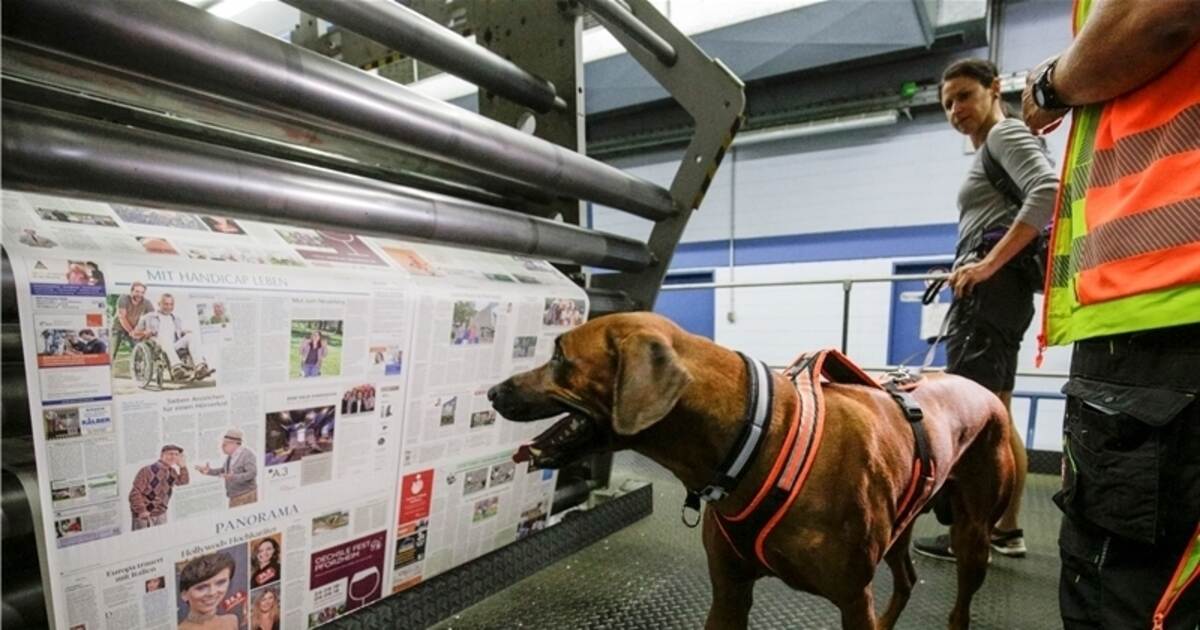Spürnasen trainieren im PZ-Druckhaus und im Siloah - Pforzheim