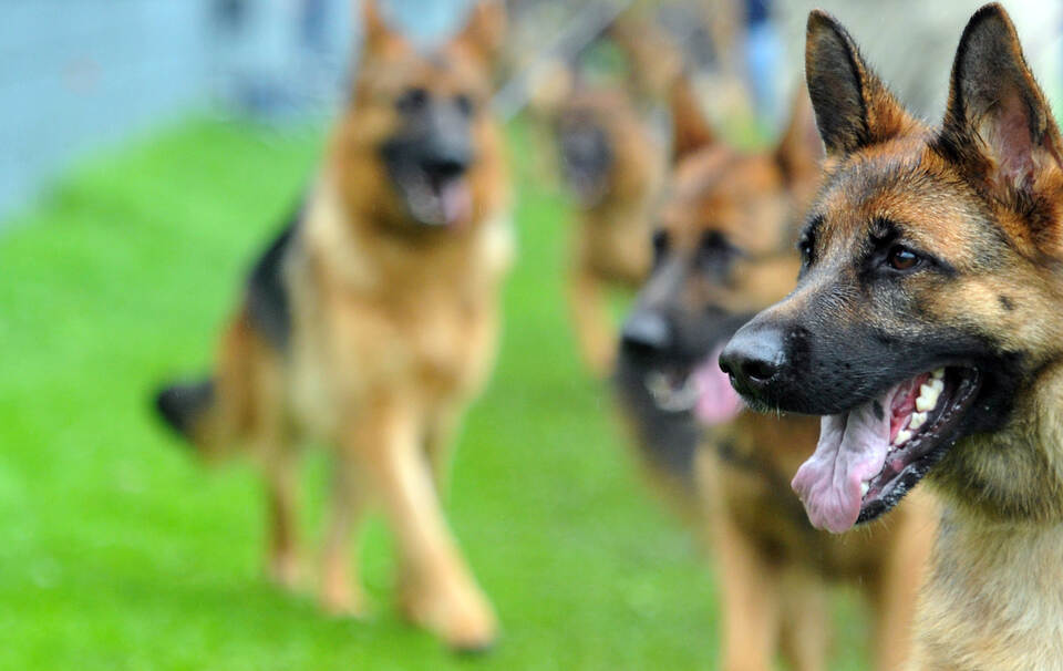Sieben Hunde versperren den Weg zu totem Herrchen BadenWürttemberg