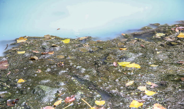 ÖlWasserGemisch färbt Teich milchigweiß Bildergalerie