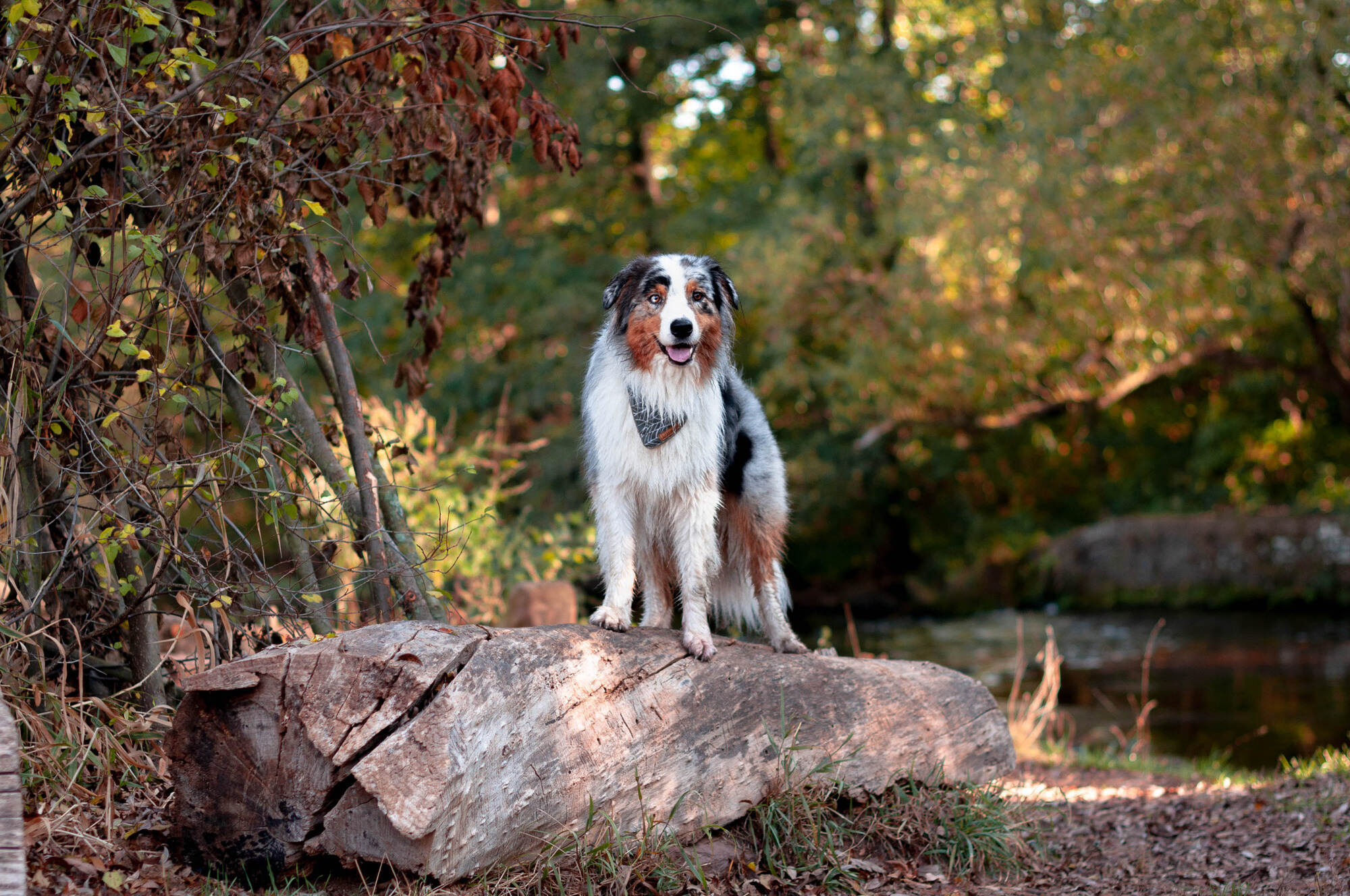Hundeleben Pforzheim