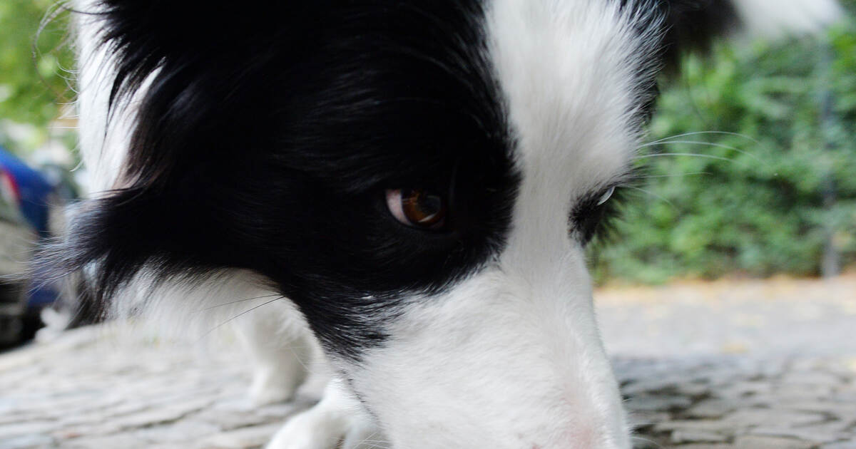 Achtung Giftköder Zwei Hunde mit Anzeichen auf eine Vergiftung Baden