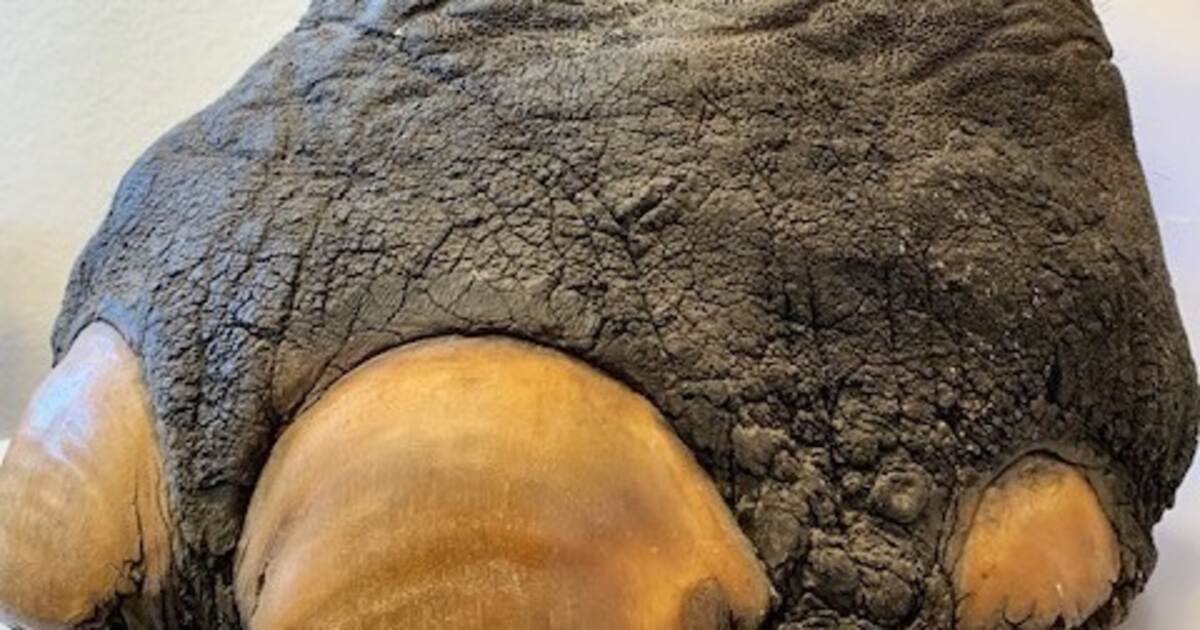 Bizarrer Fund: Zoll entdeckt zu Hocker verarbeiteten Elefantenfuß