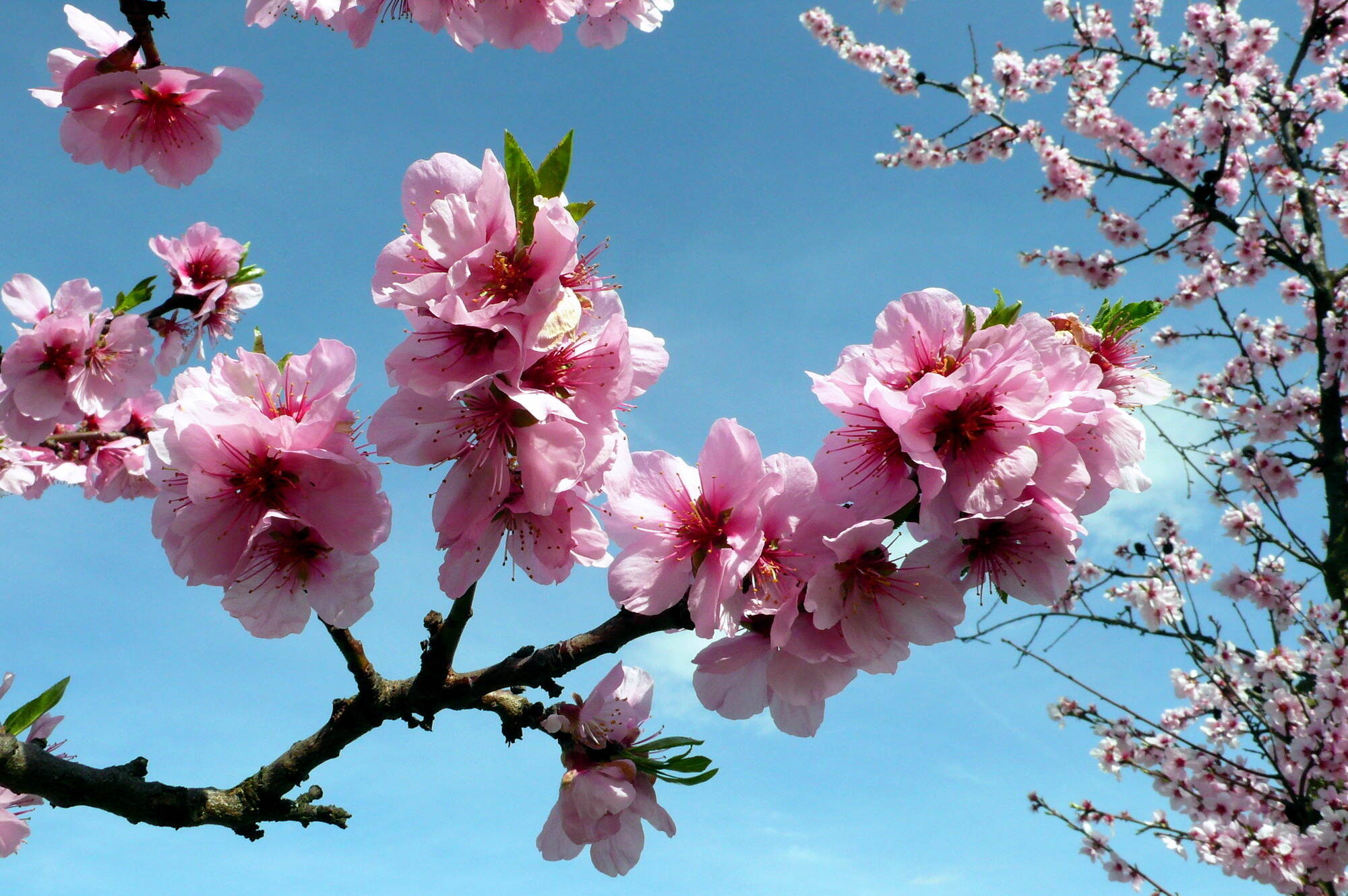 Das sind die schönsten Frühlingsbilder der PZ-news-Leser - Teil 3