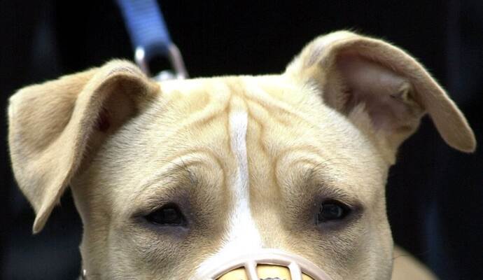 Welche Rasse Ist Flash Der Hund Von Heymoritz