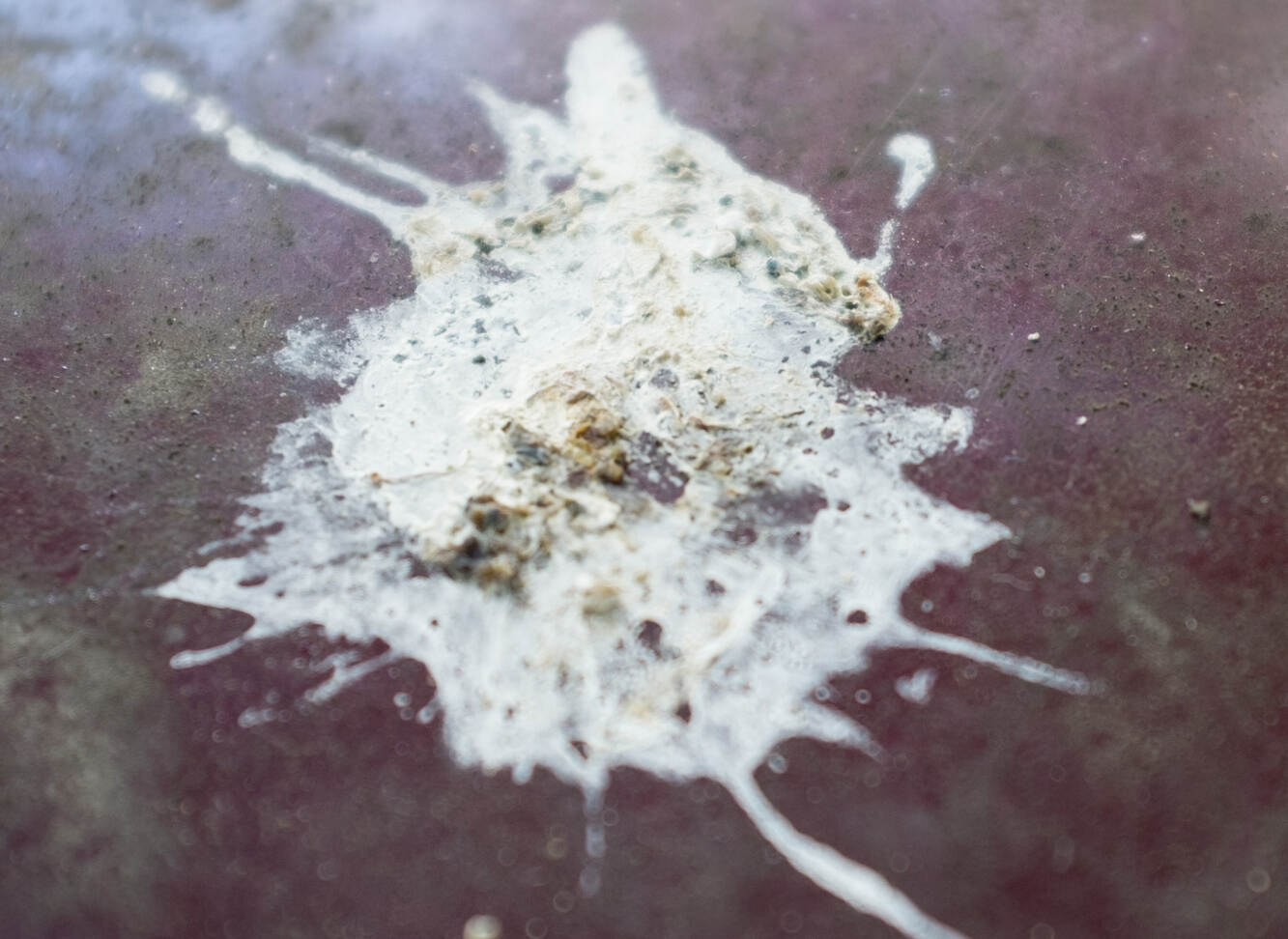 AfD-Politiker: "Rechtsextremistischer Terror ist ein Vogelschiss