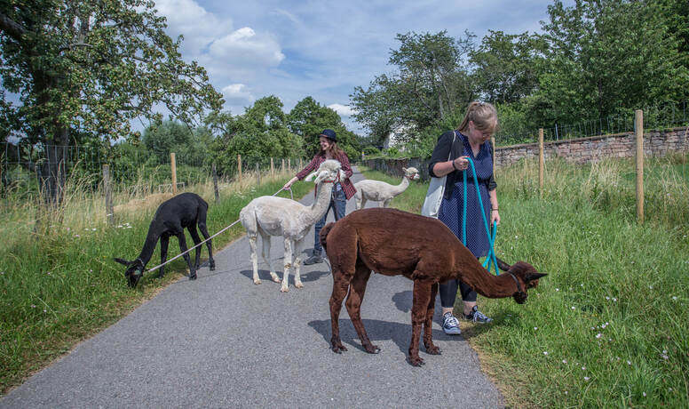 Alpaka-Farm auf dem Buckenberg: Wanderung mit flauschiger Begleitung