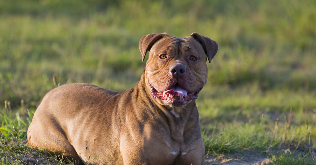 Nicht angeleinter Hund springt in Karlsruhe zwei Mädchen an