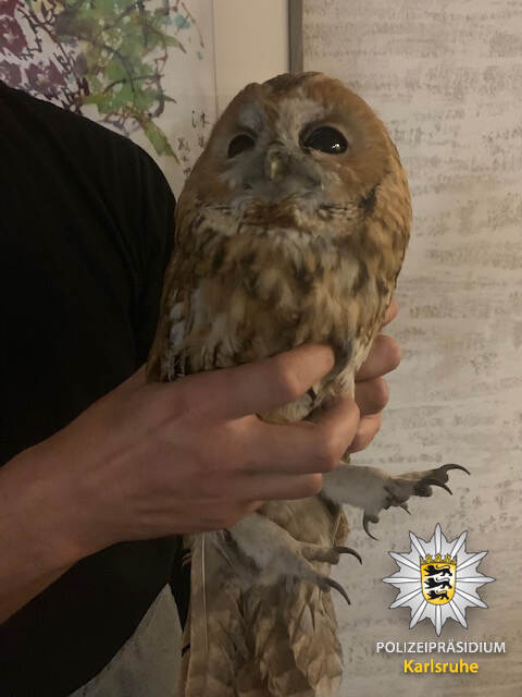 Unerwarteter Besucher bleibt in Karlsruhe im Kamin stecken – Polizisten