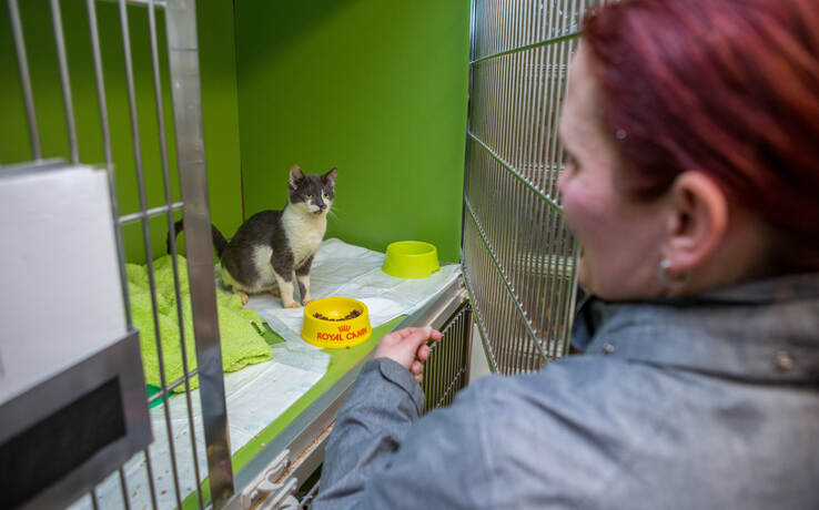 Messie Hortet Uber 80 Katzen In Seiner Wohnung Pforzheimer Tierheim Stosst An Seine Grenzen Bildergalerien Pforzheimer Zeitung