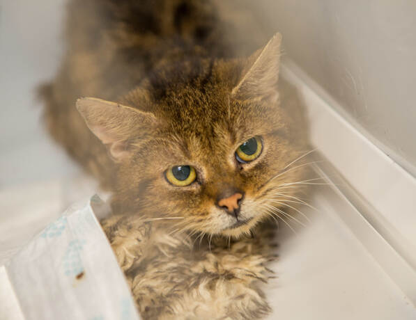 Messie Hortet Uber 80 Katzen In Seiner Wohnung Pforzheimer Tierheim Stosst An Seine Grenzen Bildergalerien Pforzheimer Zeitung