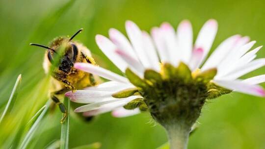 Vorfrühling: Eine Biene sitzt im Sonnenschein auf dem Lohrberg in Frankfurt am Main. Foto: Frank Rumpenhorst/dpa Vorfrühling: Eine Biene sitzt im Sonnenschein auf dem Lohrberg in Frankfurt am Main. Foto: Frank Rumpenhorst/dpa