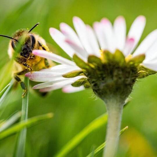 Vorfrühling: Eine Biene sitzt im Sonnenschein auf dem Lohrberg in Frankfurt am Main. Foto: Frank Rumpenhorst/dpa