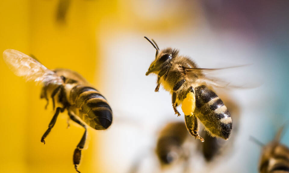 Amerikanische Faulbrut bei Bienen im Pforzheimer