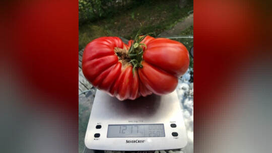 Riesentomate_Leserin_2