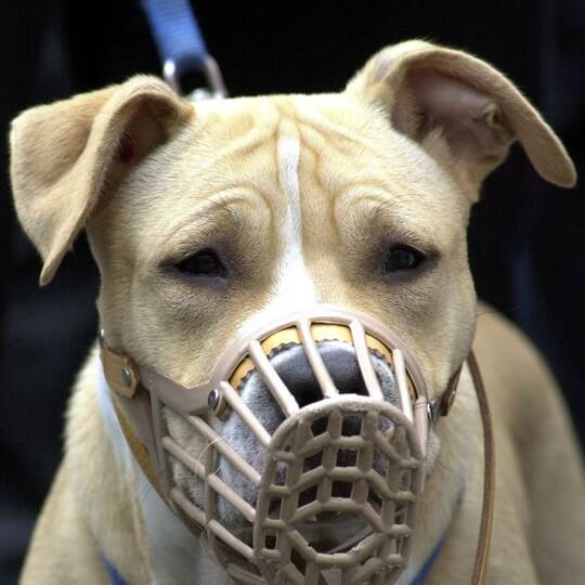 Kampfhund_Symbolbild Kampfhund_Symbolbild