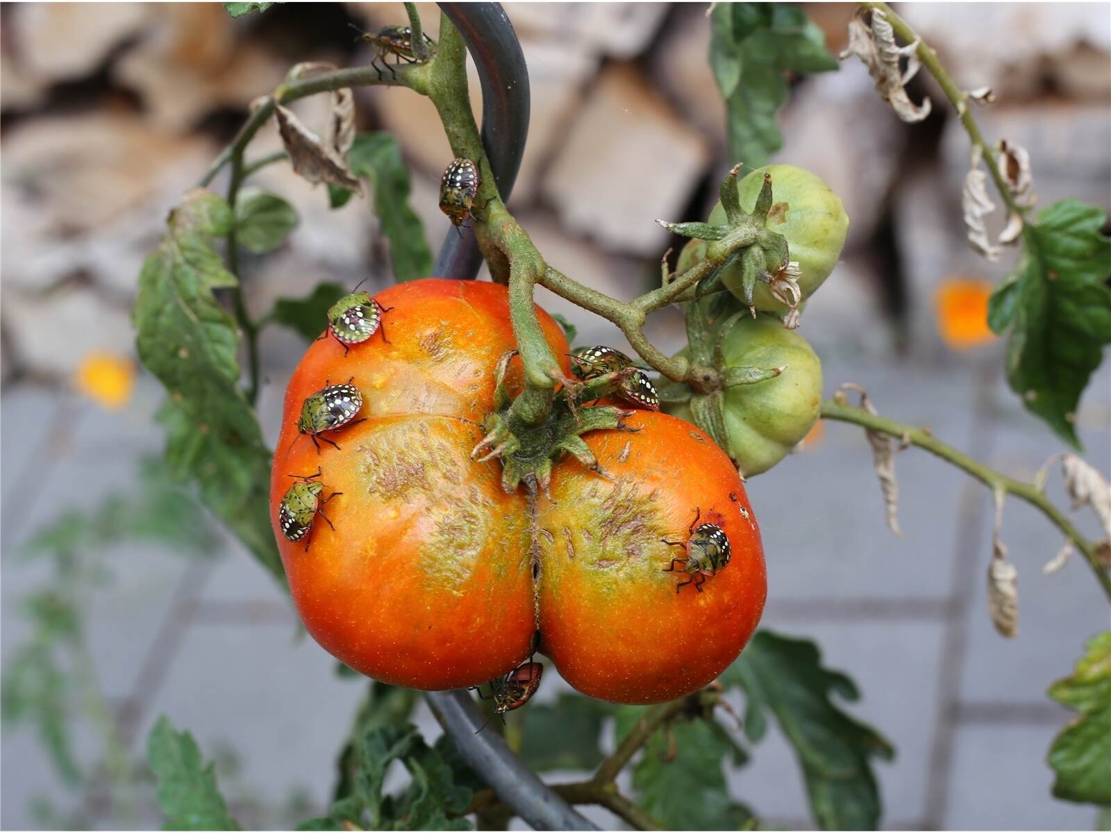 Schadlinge Tomaten Bilder 1