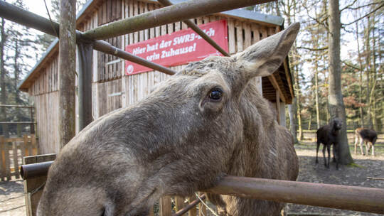 SWR3 Elch Livestream Wildpark
