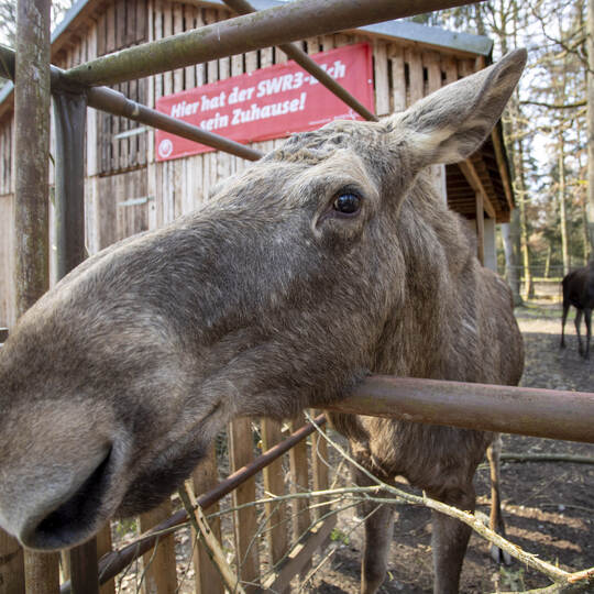 SWR3 Elch Livestream Wildpark