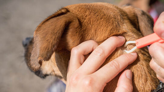 Zeckenbiss beim Hund nicht mit Öl bekämpfen