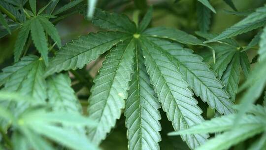 Hanf-Pflanzen (Cannabis) wachsen in einem Garten. Foto: Oliver Berg/dpa