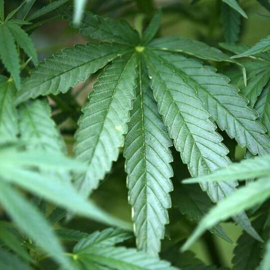 Hanf-Pflanzen (Cannabis) wachsen in einem Garten. Foto: Oliver Berg/dpa