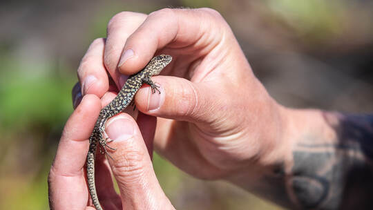 Bahn siedelt Eidechsen um