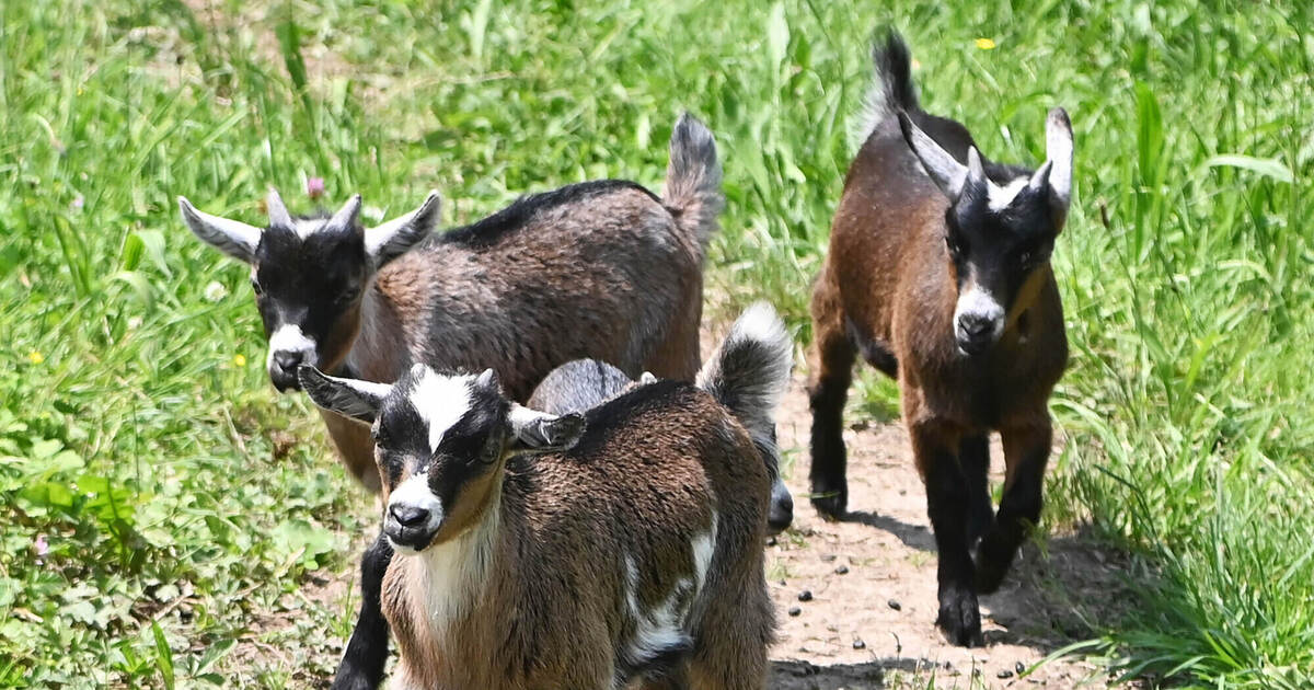 Mähende Stars: Badischer Zwergziegenherde steht großer Auftrag bevor