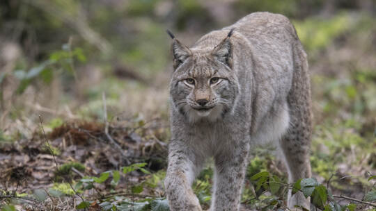 KINA - Mit Pinselohren durch den Wald streifen