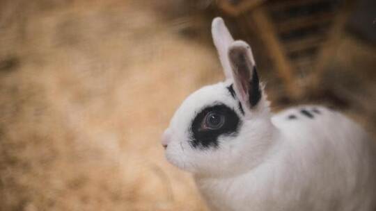 Klöckner will bessere Beratung beim Haustierkauf