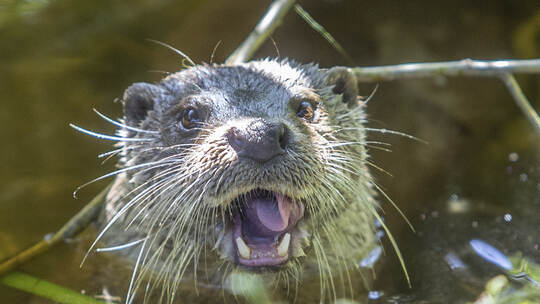 Wildpark neue Otter