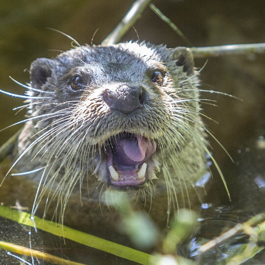 Wildpark neue Otter