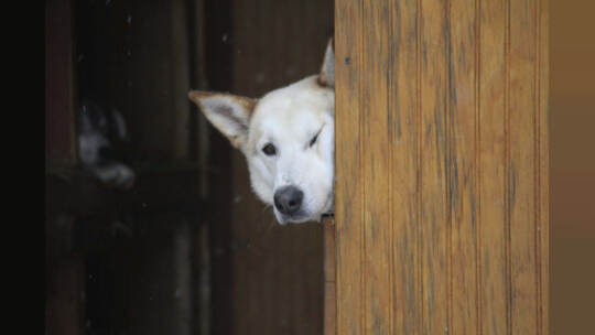KINA - Hunderte Kilometer durch den Schnee