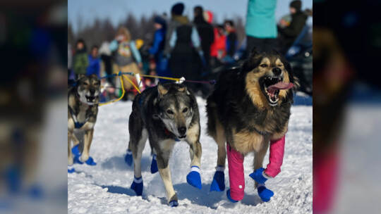 KINA - Mit dem Hundeschlitten unterwegs