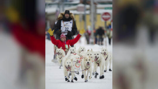 Iditarod-Hundeschlittenrennen